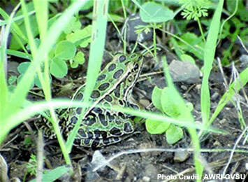 A leopard frog sits among small plants.